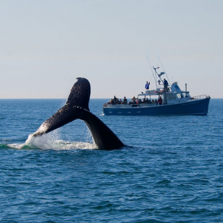 Petit Passage Whale Watch