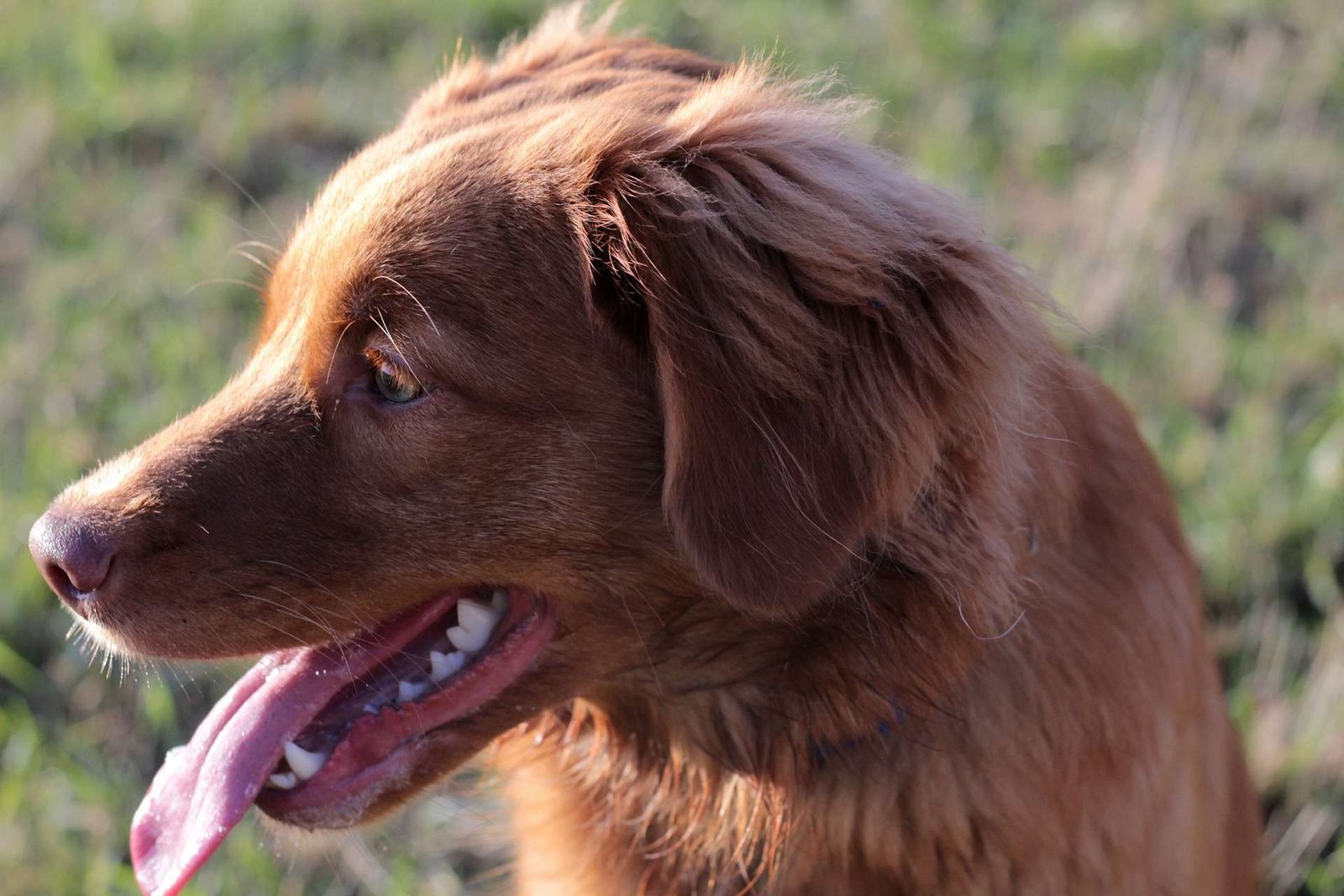 Toller puppy