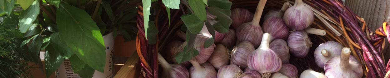 Fresh Garlic