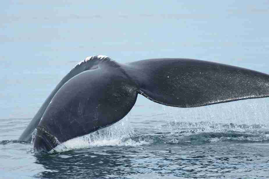 Northern right whale