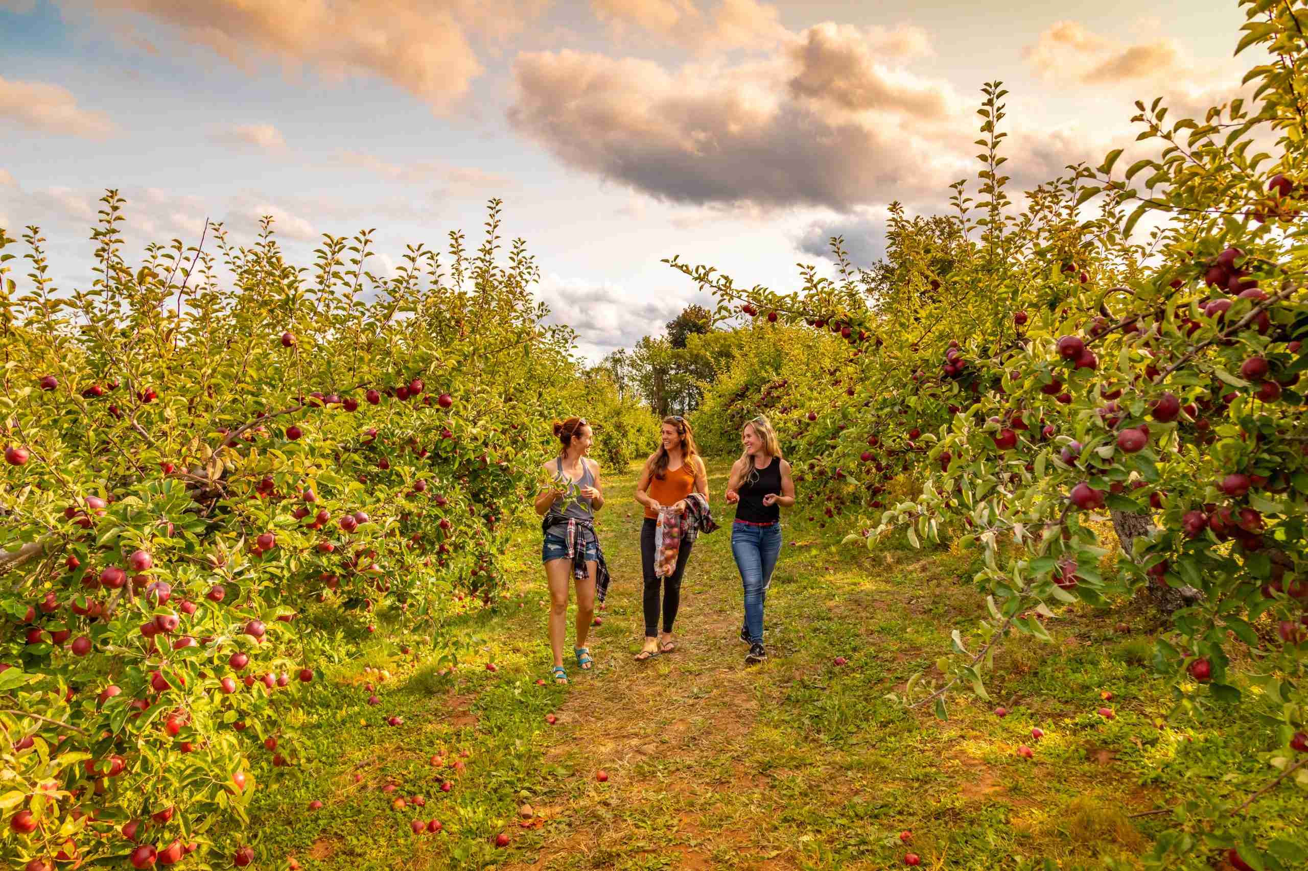 apple orchard